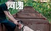 阿涛的忠犬[66M]
